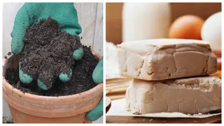 Folosiți drojdia pentru pământul de la flori. E cel mai eficient îngrășământ natural și așa ajuți plantele să crească frumos