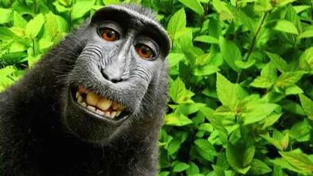 Ea e maimuța care și-a făcut un selfie și a ajuns în presa din toată lumea. Deținătorul aparatului foto s-a judecat 7 ani ca să obțină drepturi de autor