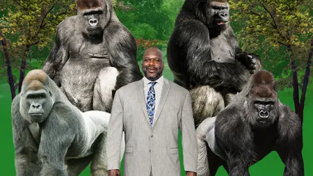 Shaquille O'Neal sperie gorilele la Zoo: 