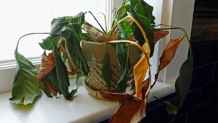 Cum readuci la viaţă o plantă uscată cu doar trei ingrediente banale. Trucul-minune care îţi salvează florile din ghiveci