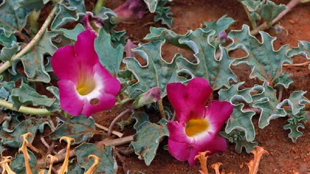 Planta-minune care ajută la pierderea kilogramelor în plus prin suprimarea senzaţiei de foame. În plus, calmează durerile articulare şi musculare