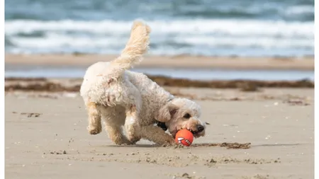 În ce condiţii îţi poţi plimba câinele pe plajă, fără să fii amendat. Noi reguli pentru posesorii de animale de companie