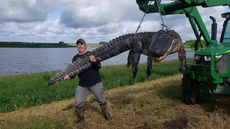Monstrul de aproape 5 metri şi peste 400 kg, ucis de un vânător lunetist. Este cel mai mare crocodil vânat în afara Floridei
