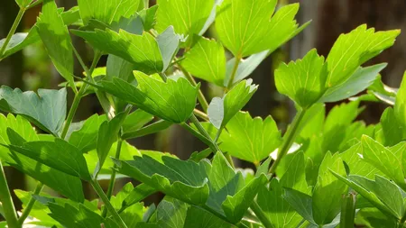 De ce e bine să mesteci două frunze de leuştean înainte şi după masă. Efecte miraculoase pentru organism