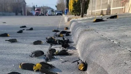 VIDEO Sute de păsări se prăbuşesc la pământ, în Mexic. Care este explicaţia specialiştilor