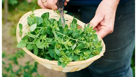 Şase plante banale care au puteri magice. De ce e bine să le ai în casă