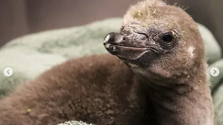 Doi pinguini de acelaşi sex au devenit primii taţi adoptivi. Au reuşit să clocească un ou la grădina zoologică