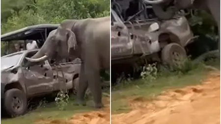 Imagini incredibile! Un elefant a atacat două maşini cu turişti. VIDEO