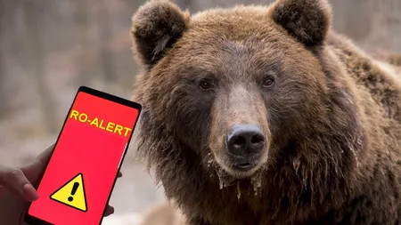 Mesaj RO-Alert emis de autorităţile din Azuga - un urs a dat iama în cimitir