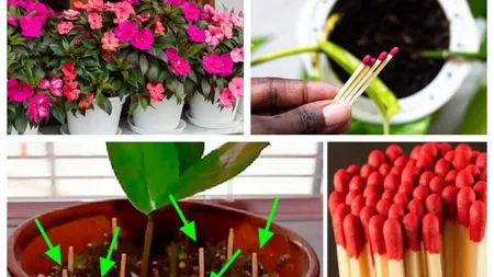 Puneți câteva bețe de chibrit în pământul de la plante și lăsați-le o săptămână. Metoda genială de a avea grijă de plantele la ghiveci