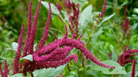 Planta care face minuni pentru organism. Numită și mâncarea zeilor, scade colesterolul, reduce riscul dezvoltării celulelor canceroase și previne numeroase boli grave