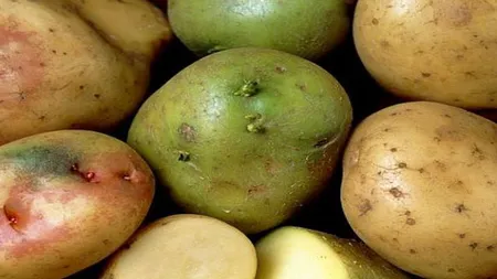 De ce se înverzesc cartofii și cum ne dăm seama dacă îi mai putem consuma sau nu. Iată ce recomandă specialiștii