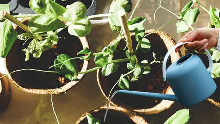 Puneți o lingură de bicarbonat într-un litru de apă și pulverizați peste plante. Trucuri geniale ca să aveți grijă de grădina voastră