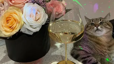 Stepan, motanul influencer din Ucraina, a dispărut din online. Ce s-a întâmplat cu animalul faimoas din Harkov