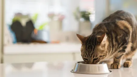 Cât lapte are voie să bea pisica ta. Pericolul la care sunt supuse micuțele feline dacă vor consuma prea mult