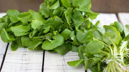 Untişorul, planta minune în bucătăria de primăvară. La ce o poţi folosi