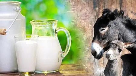 Laptele de măgăriță, o adevărată minune pentru organism. Ajută la menținerea sănătății inimii și a creierului și e un adevărat elixir al tinereții!