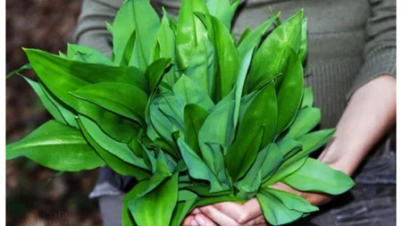 Semne clare de criză. Grupare de hoţi de leurdă destructurată de poliţişti. 6 indivizi, prinşi cu 100 de kilograme din leguma cu miros de usturoi în portbagaj