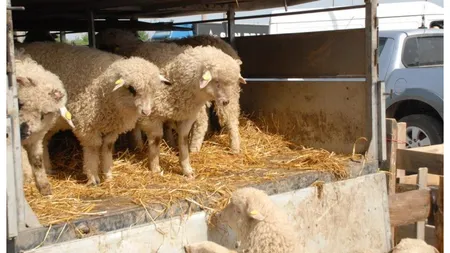 EXCLUSIV Au dispărut mieii din pieţe. Unde ajung animalele crescute de fermierii români?