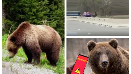 Imagini şocante: Urs lovit de două maşini pe DN 1 VIDEO
