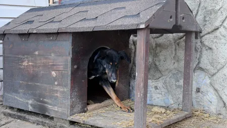 Cadavrul unui copil de 14 ani, descoperit în cuşca unui câine. Tatăl i-a ascuns trupul ca să-i încaseze pensia de handicap