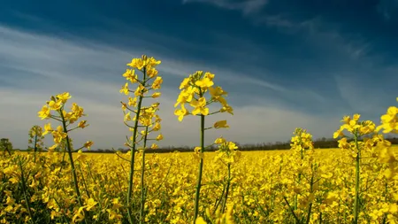 Prognoza meteo 16 mai. Vreme caldă în toată ţara, dar şi ploi. Termometrele vor indica până la 31 de grade