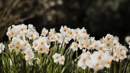 Poiana Narciselor, unul dintre cele mai spectaculoase locuri din România. Cum ajungi acolo și care e cea mai bună perioadă când poate fi vizitată