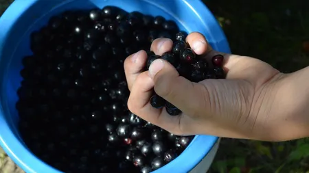 Fructele de pădure aduse din America de ruşi au proprietăţi miraculoase pentru sănătate. Sunt ideale pentru eliminarea stresului şi creşterea imunităţii