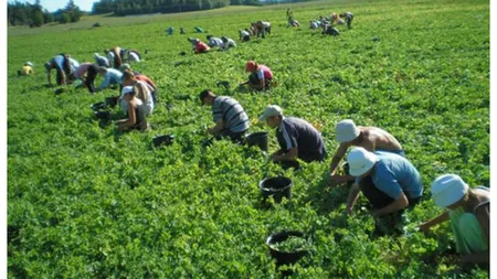 Românii din Germania vin la muncă bolnavi, de frică să nu fie daţi afară: 