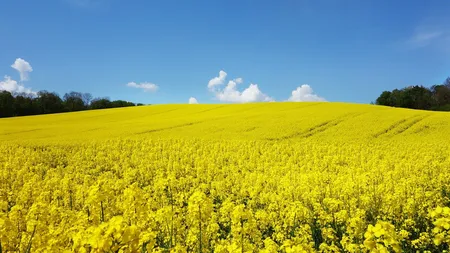 Rapiţa are beneficii impresionante pentru sănătate. Cum foloseşti florile galbene adorate de fanii selfie-urilor
