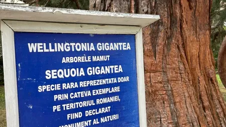 FOTO Arborele mamut din Băile Herculane, unic în România şi extrem de rar în lume! Copacul Seqoia Gigantea de la noi a fost plantat în 1862 şi este ÎNCĂ TÂNĂR! Ce dimensiune a ajuns sa aibă acum?!