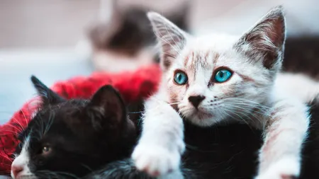 Ghid practic pentru iubitorii de feline: în ce zone detestă pisicile să fie atinse