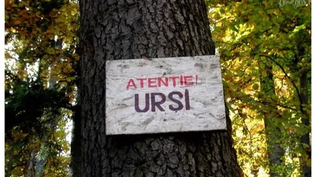 Urşii se apropie de Bucureşti. Alertă pentru locuitorii din Ciolpani!