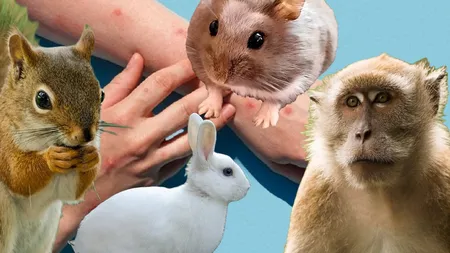 Alertă medicală: persoanele infectate cu variola maimuței nu au voie să se joace cu animalele