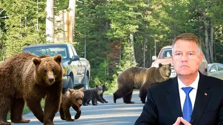 Klaus Iohannis a promulgat legea. Urşii periculoşi vor fi împuşcaţi imediat