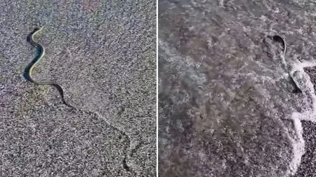 Șarpe filmat pe plaja din Saturn. Reptila a ieşit din mare și s-a târât pe nisip VIDEO