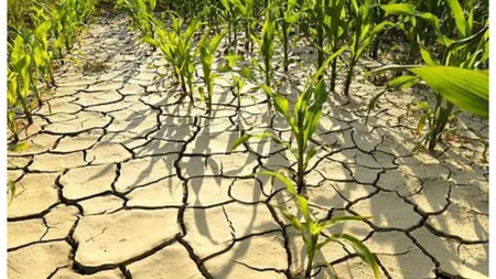 Canicula usucă România și afectează grav agricultura. Ministrul Mediului: Ne confruntăm cu o secetă severă, iar previziunile nu sunt optimiste