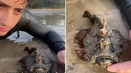 Moment înfiorător, un tânăr se joacă cu cel mai veninos peşte din lume, fără să realizeze că se află în pericol de moarte. Clipul a devenit viral VIDEO
