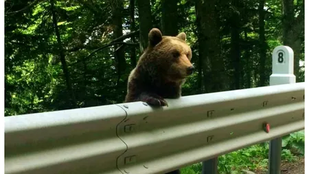 Ro Alert în Argeş din cauza unui urs. Invazie de urşi şi la Buşteni VIDEO