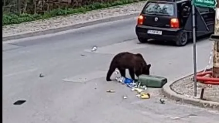 Mesaj Ro-Alert. Turiştii şi localnicii din Sinaia sunt rugaţi să stea în case, un urs se plimbă pe străzi