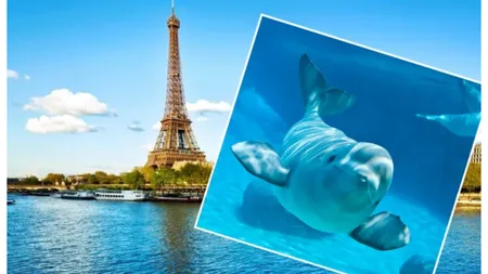 Balena Beluga ajunsă prin Sena ar putea muri de foame. Autorităţile franceze nu au putut să o salveze încă: 