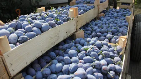 Prunele românești dispar din piețe din cauza samsarilor! De ce se plâng producătorii români și de ce aleg să vândă doar fabricilor și nu și în piețe!