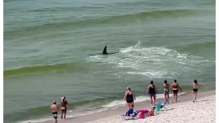 Scene absolut șocante pe plajă. Un tânăr a fost sfârtecat de un rechin sub privirile îngrozite ale tatălui său și ale iubitei