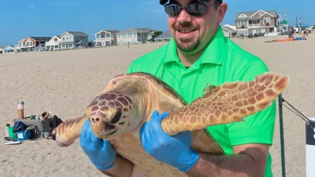 Schimbările climatice afectează puternic ecosistemul. Dezechilibru major, aproape toate ţestoasele născute pe plajele din Florida sunt femele