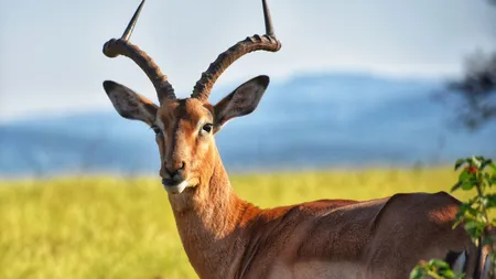 Tragedie la o grădină zoo din Suedia. Un român a fost omorât de o antilopă care urmărea un struț