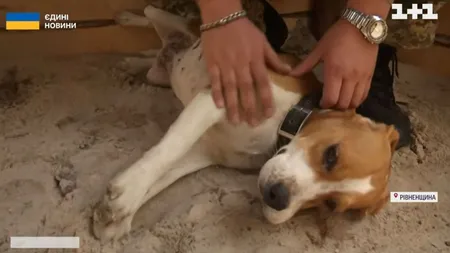 Lori, câinele ucrainean de brigadă care le salvează viaţa soldaţilor, dar le şi fură şosetele VIDEO