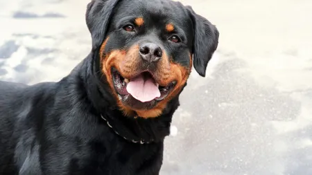 Femeie cu piciorul sfâşiat după ce a fost atacată de un Rottweiler. Poliţiştii au împuşcat animalul ca să poată salva victima