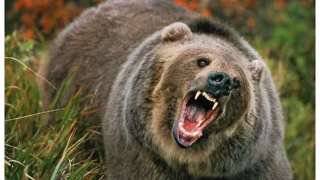 Ministerul Mediului propune eliminarea imediată a urşilor care atacă oamenii