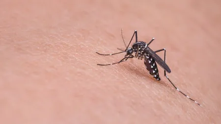 Virusul West Nile face victime în România