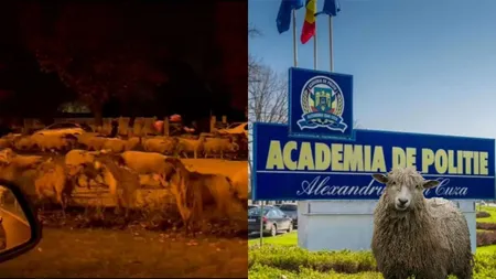 Turmă de oi, în vizită la Academia de Poliție. A fost nevoie de patru echipaje ca oile să fie mânate spre DN1